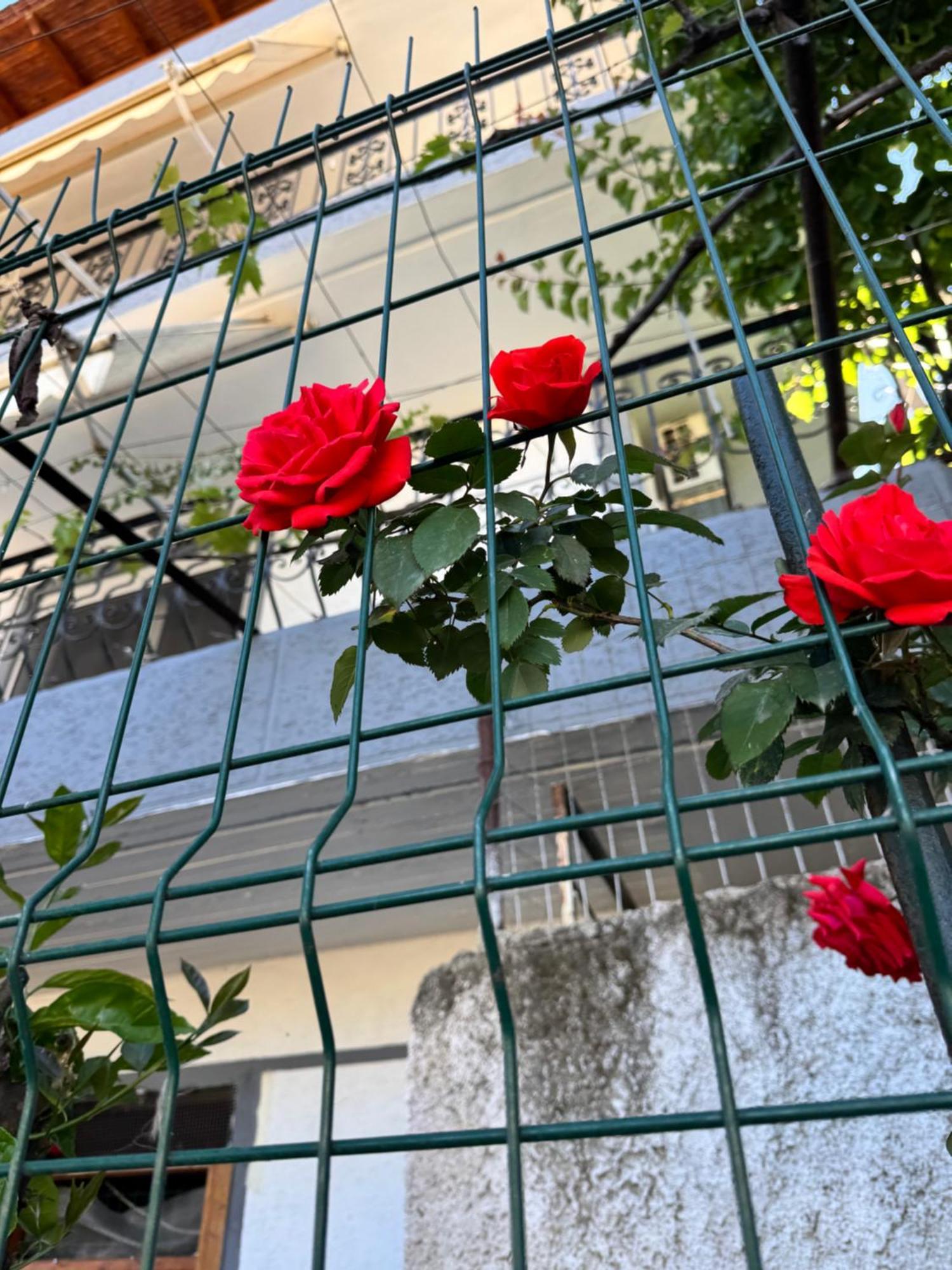 Alex Apartments Σαράντα Εξωτερικό φωτογραφία